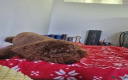Miniature Poodle dogs for stud: Marley - KC Reg Red Miniature Poodle ready to stud - Image 3