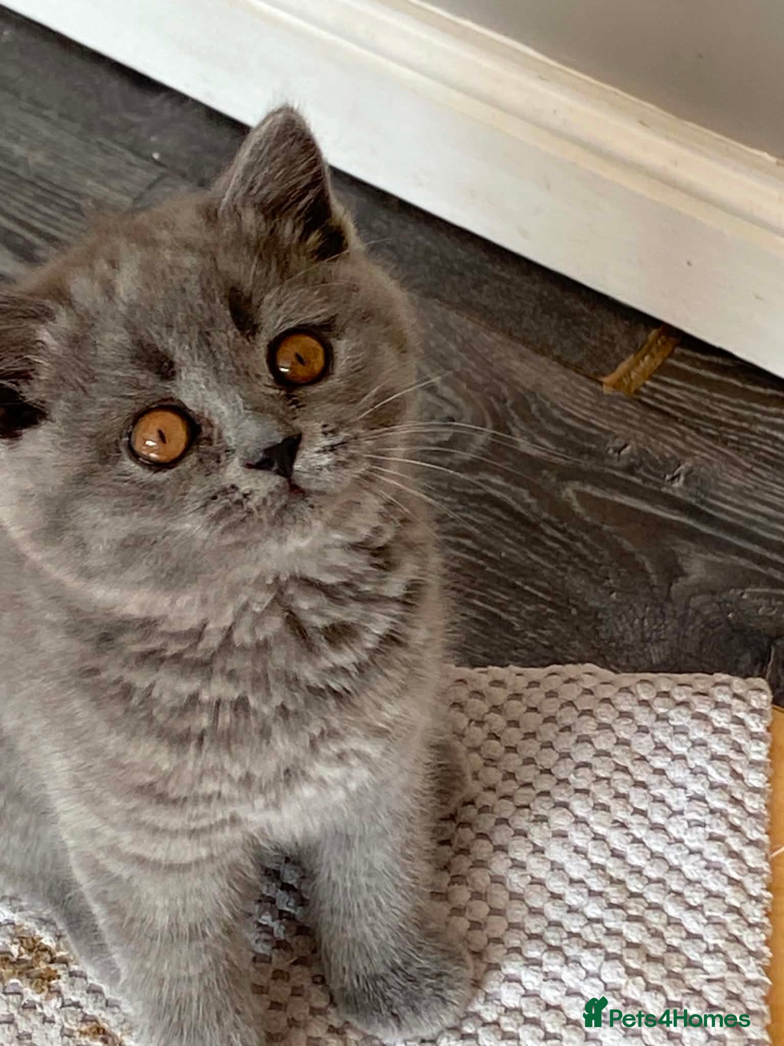 British Shorthair cats Blue female British shorthair possible active  - Advert 3