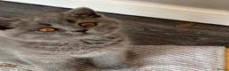 British Shorthair cats for sale: Blue female British shorthair possible active  - Advert 1