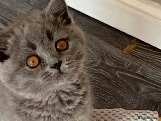 British Shorthair cats Blue female British shorthair possible active - Advert 3