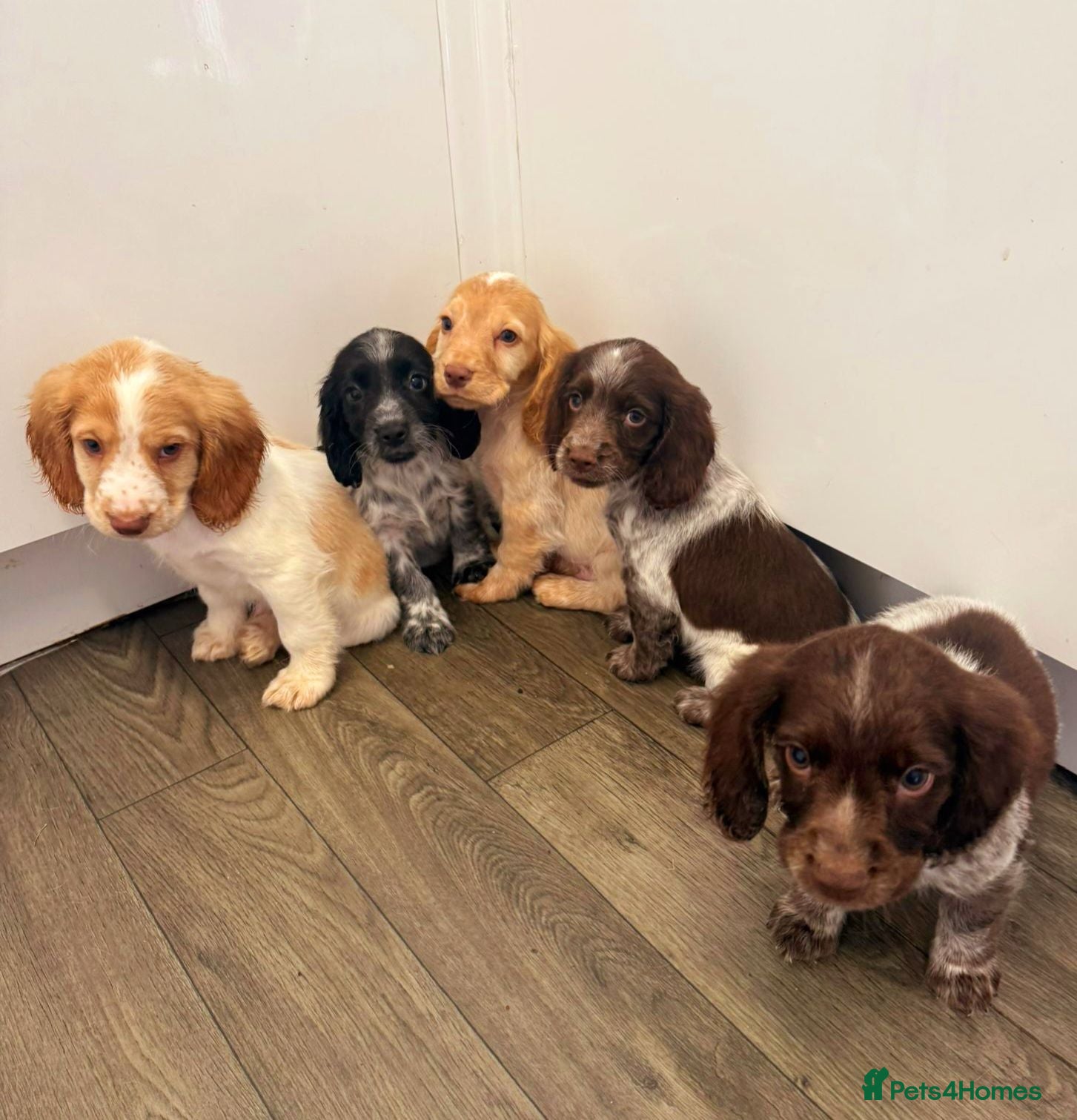 Cocker Spaniel dogs Kc reg cocker spaniel puppies - Advert 2
