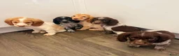 Cocker Spaniel dogs for sale: Kc reg cocker spaniel puppies - Advert 1