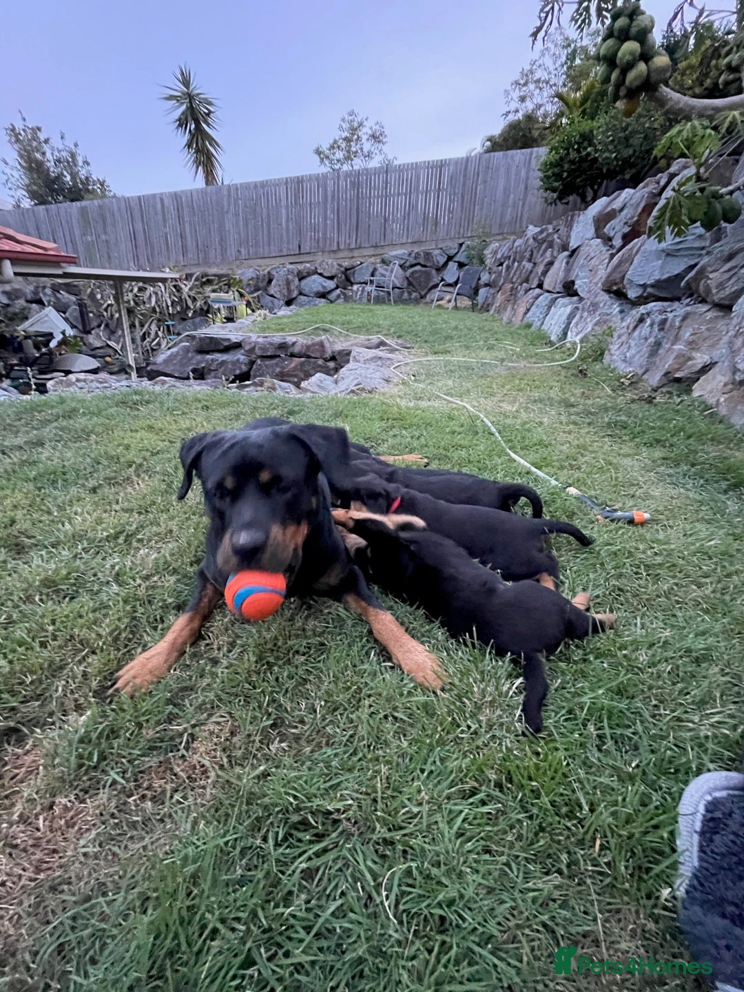 Rottweiler dogs for sale: Pure Bred Rottweilers Boys and Girls Available - Image 9