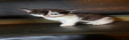 Mixed Breed cats for sale: Beautiful playful kittens - Advert 5