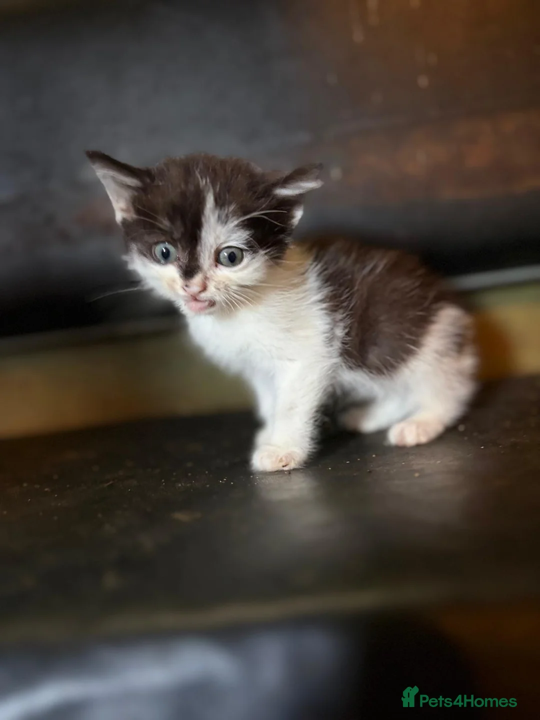 Mixed Breed cats for sale: Beautiful playful kittens - Advert 5