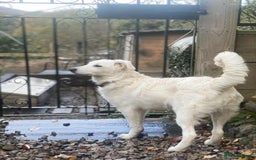 Mixed Breed dogs for adoption: Adorable Abbie is still Looking for Love 🐾 - Image 14