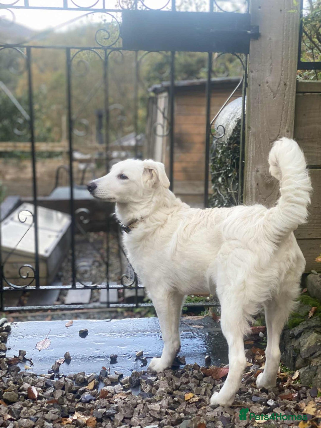 Mixed Breed dogs for adoption: Adorable Abbie is still Looking for Love 🐾 - Image 14