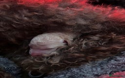 Bernedoodle dogs for sale: Bernedoodle x Labradoodle  - Image 11