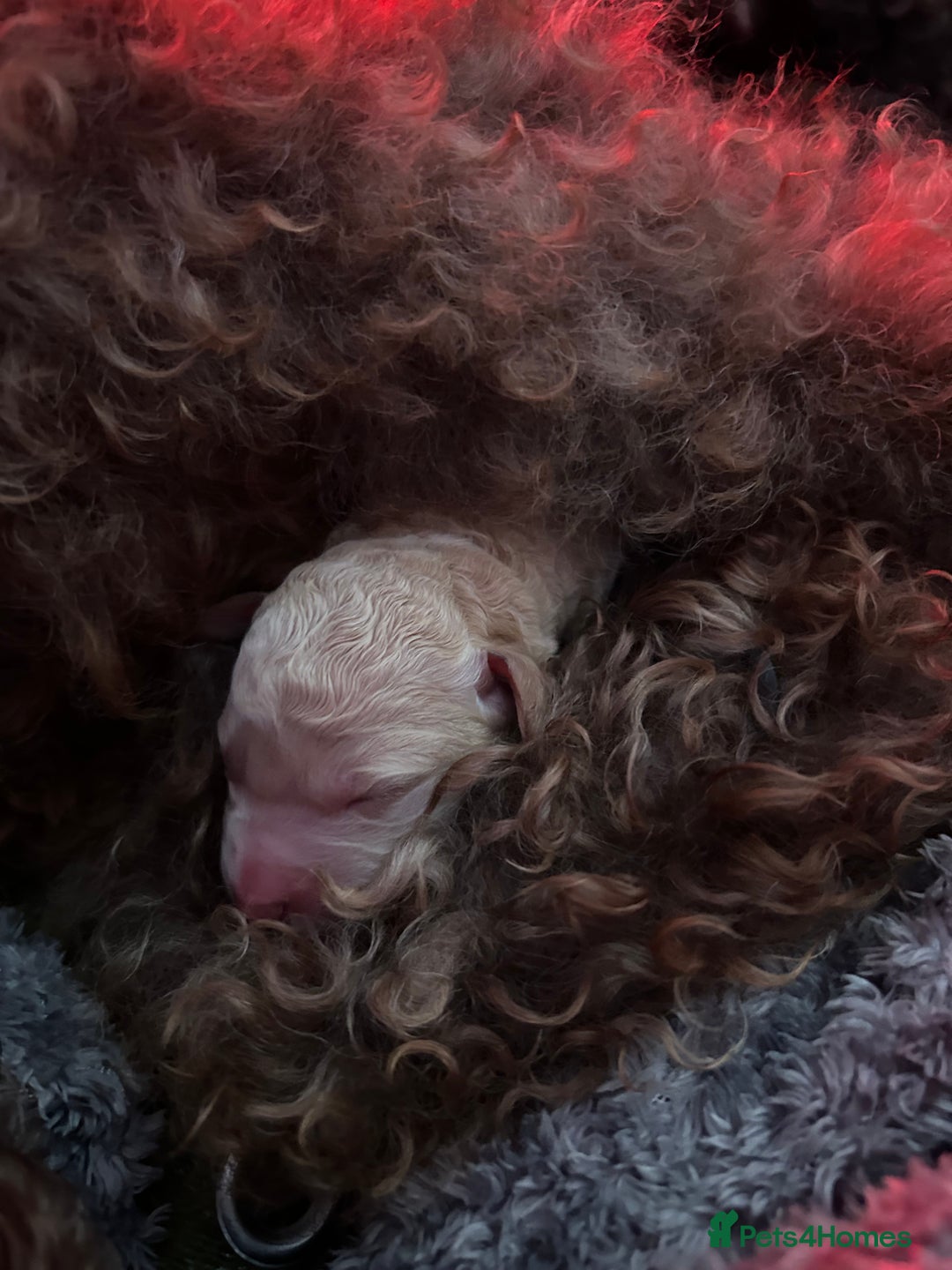 Bernedoodle dogs for sale: Bernedoodle x Labradoodle  - Image 11