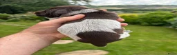 German Shorthaired Pointer dogs for sale: Adorable German Shorthaired Pointer Puppies  - Advert 3