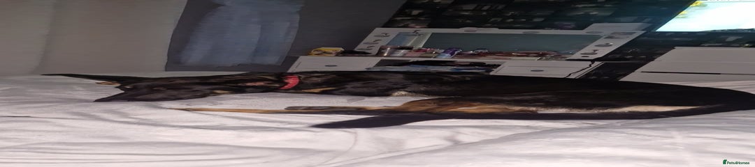 Mixed Breed Puppy 1