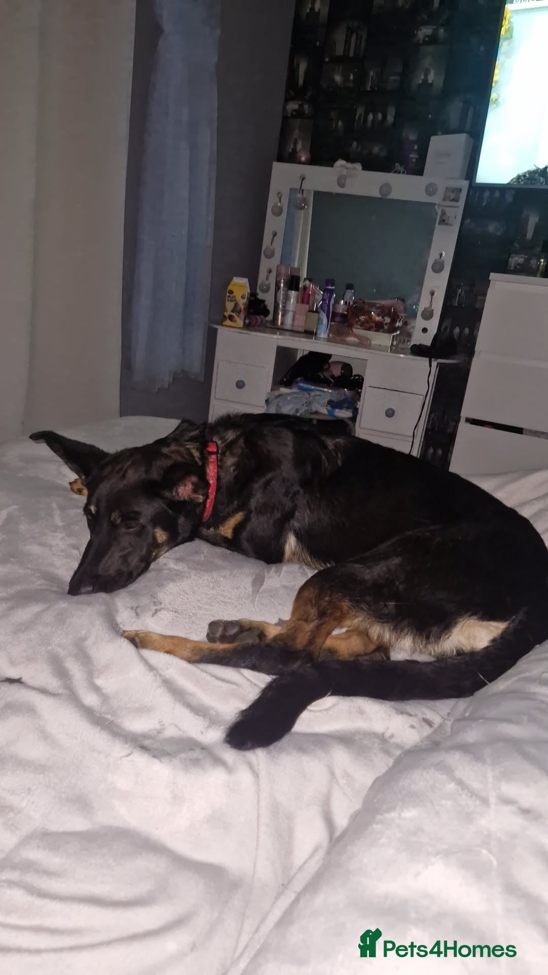 Mixed Breed dogs for sale: Winnie - Image 1