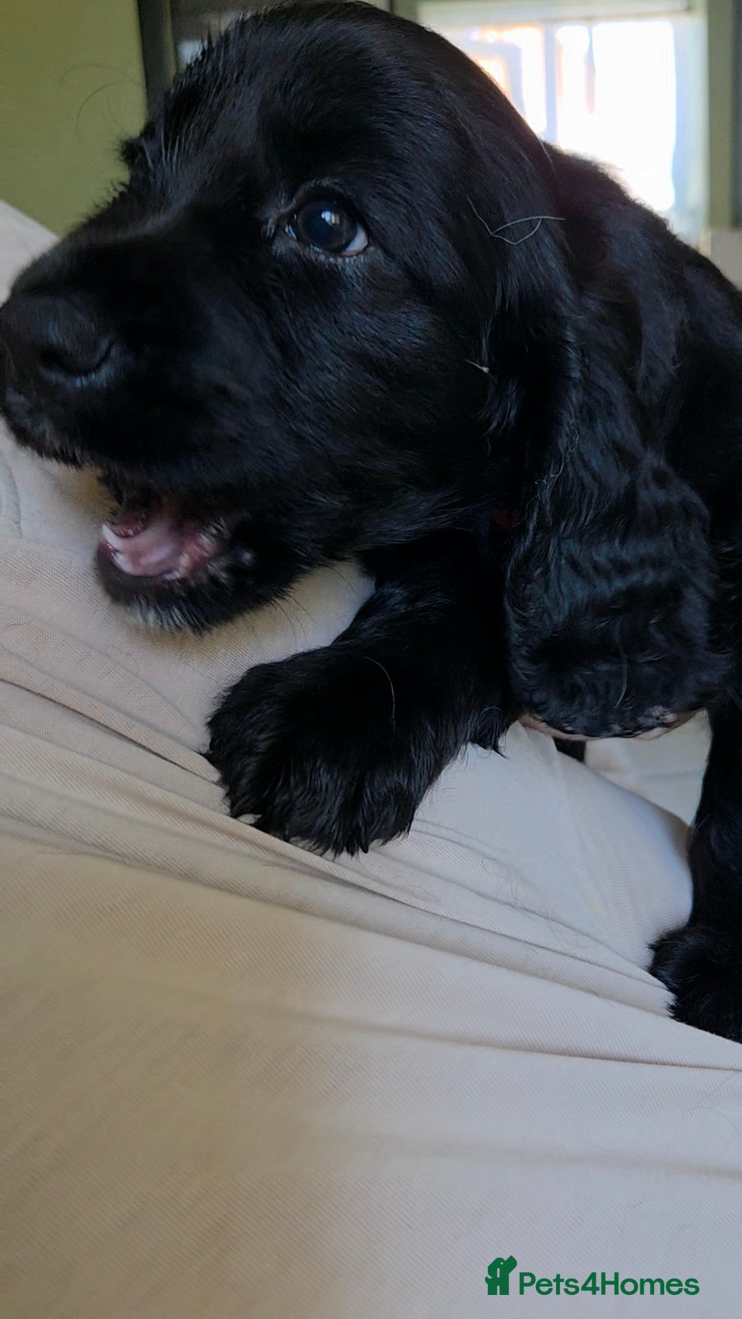 Cockapoo dogs COCKER SPANIEL MUM D.N.A HEALTH TESTED. - Advert 2