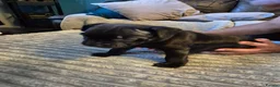 Staffordshire Bull Terrier dogs for sale: Black male kc reg Staffordshire bull terrier  - Advert 9