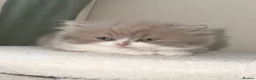 British Shorthair cats for sale: British long hair kittens BLH - Advert 7