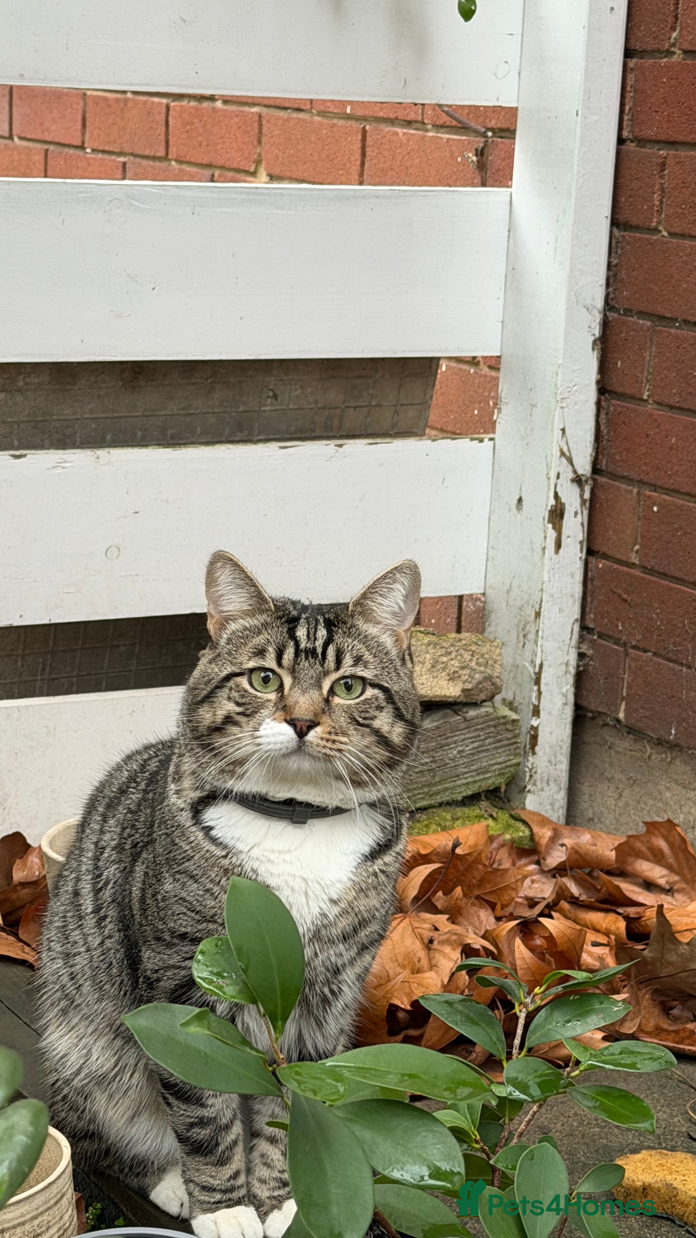 Mixed Breed cats Tabby cat  in London - Advert 2