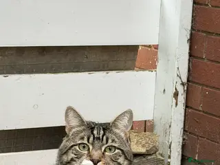 Mixed Breed cats Tabby cat in London - Advert 2