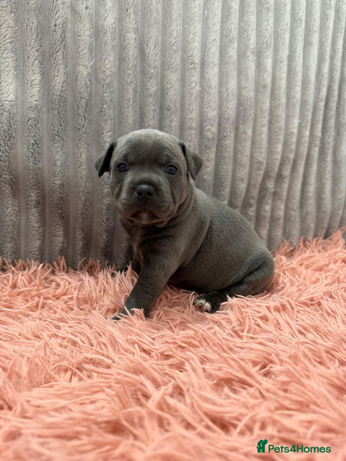 Staffordshire Bull Terrier dogs WORLD CLASS BLUE STAFFORDSHIRE BULL TERRIER PUPS - Advert 2