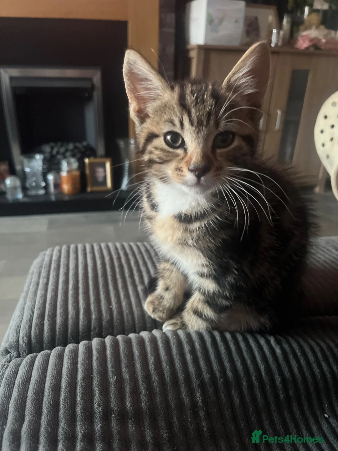Mixed Breed cats for sale: 2 beautiful male kittens  in Leeds - Advert 4