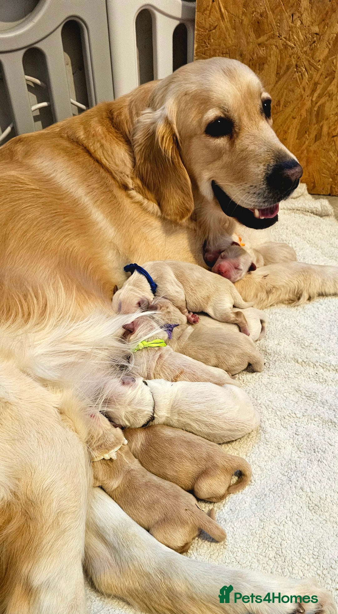 Golden Retriever dogs for sale: 5* Golden retriver puppies - Advert 2