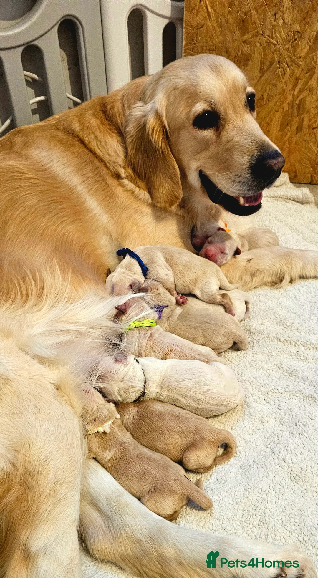 Golden Retriever dogs for sale: 5* Golden retriver puppies - Advert 2