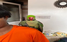 Parrots birds for sale: Alexandrine male - Image 6