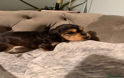 Cocker Spaniel dogs for sale: Show line cocker spaniels - Image 6