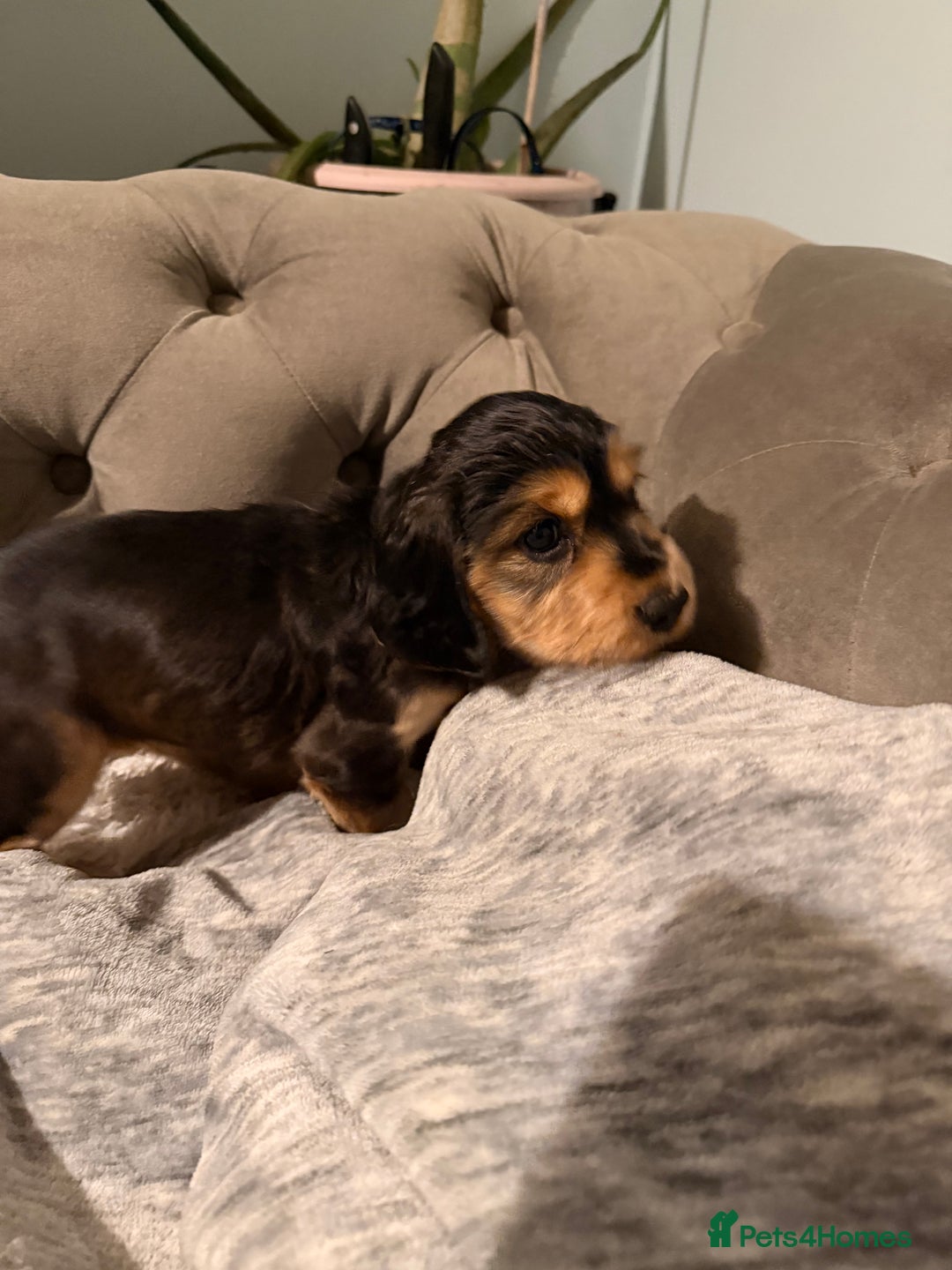 Cocker Spaniel dogs for sale: Show line cocker spaniels - Image 6