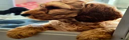 Cockapoo dogs for sale: Health Tested  Cockapoo Puppies  - Advert 3