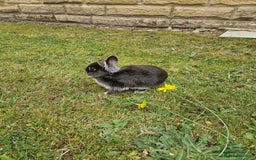 Netherland Dwarf rabbits for sale: 🐰 9 Week Old Netherland Dwarf Rabbit Very Tame!🐰 - Image 3