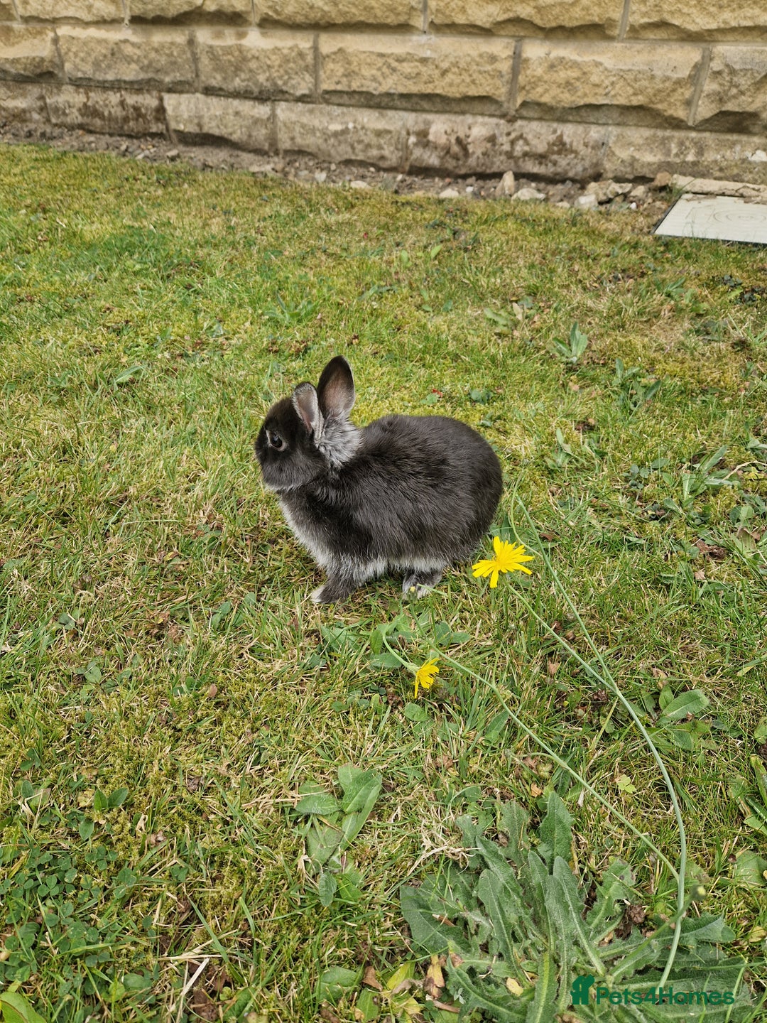 Netherland Dwarf rabbits for sale: 🐰 9 Week Old Netherland Dwarf Rabbit Very Tame!🐰 - Image 3