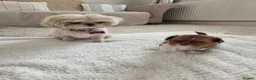 Shih Tzu dogs for sale: Imperial Shitzu Female Pups - Advert 7
