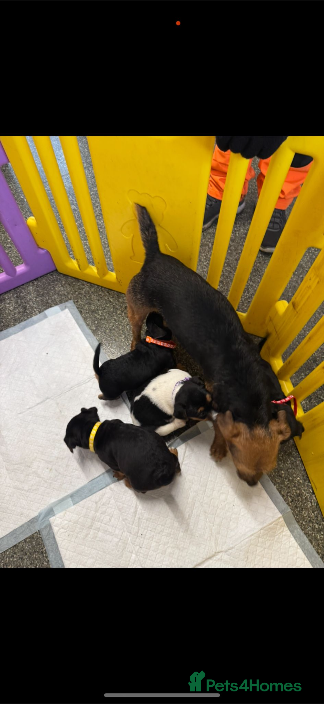 Jack Russell dogs for sale: Jack russsell  - Advert 6