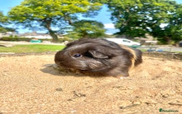Guinea Pig rodents for sale: Long haired Guinea Pigs For Sale - Image 10