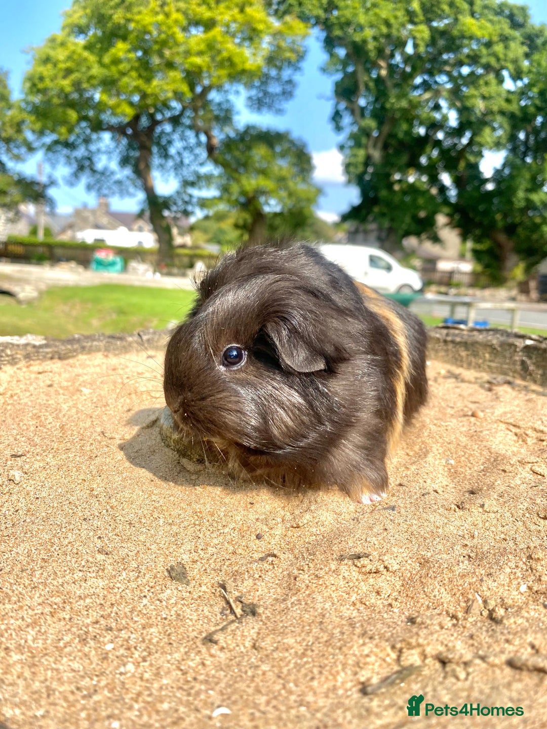 Guinea Pig rodents for sale: Long haired Guinea Pigs For Sale - Image 10