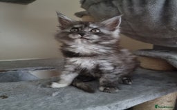 Maine Coon cats for sale: Stuning Maine Coon Kitten for sale/ready to leave in Livingston - Image 4