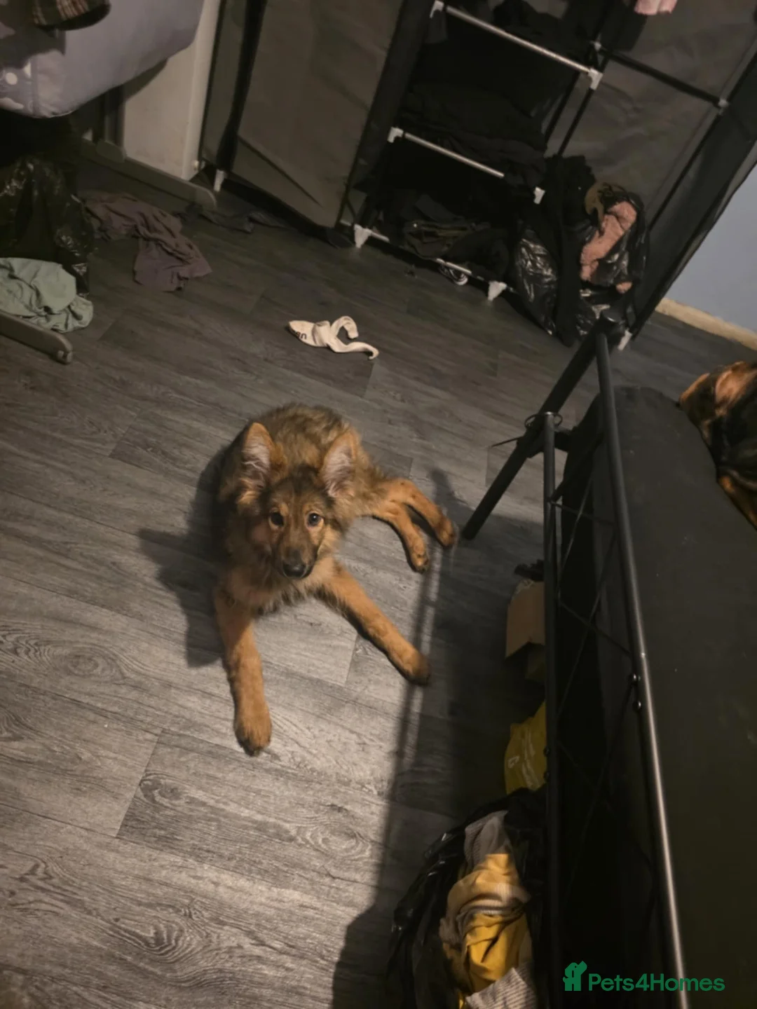 German Shepherd dogs for sale: Female German Shepherd  in Horncastle - Advert 1