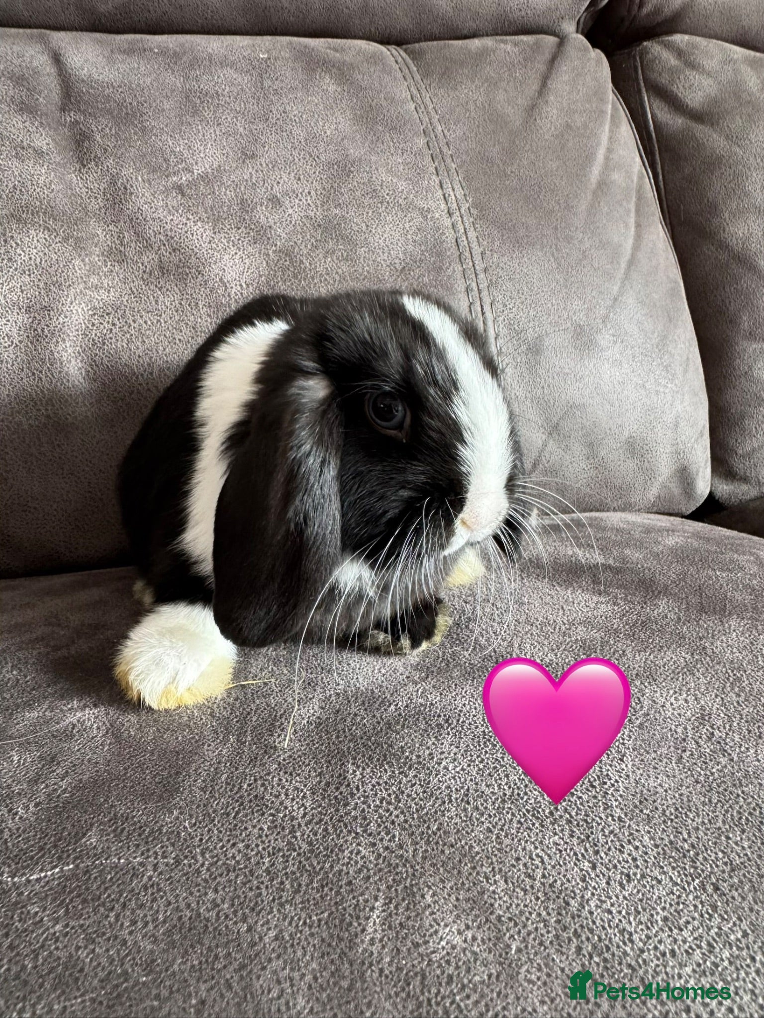 Mini Lop rabbits Pure Breed Mini Lops 💙🩷 - Advert 2