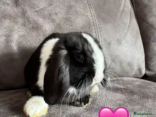Mini Lop rabbits Pure Breed Mini Lops 💙🩷 - Advert 2