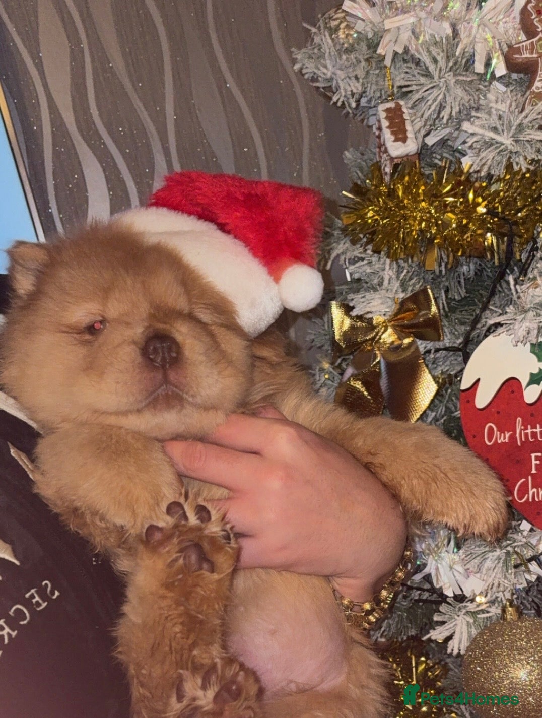 Chow Chow dogs LAST FEMALE CHOW CHOW NOW REDUCED  - Advert 1