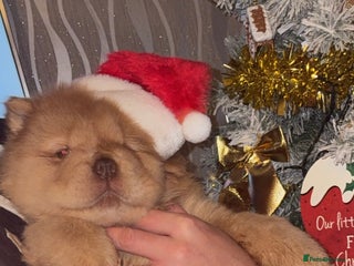 Chow Chow dogs LAST FEMALE CHOW CHOW NOW REDUCED - Advert 11