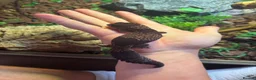 Gecko reptiles for sale: 3 fat tailed geckos all female not including tank in High Wycombe - Advert 3