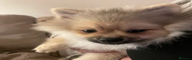 Pomeranian Puppy 3