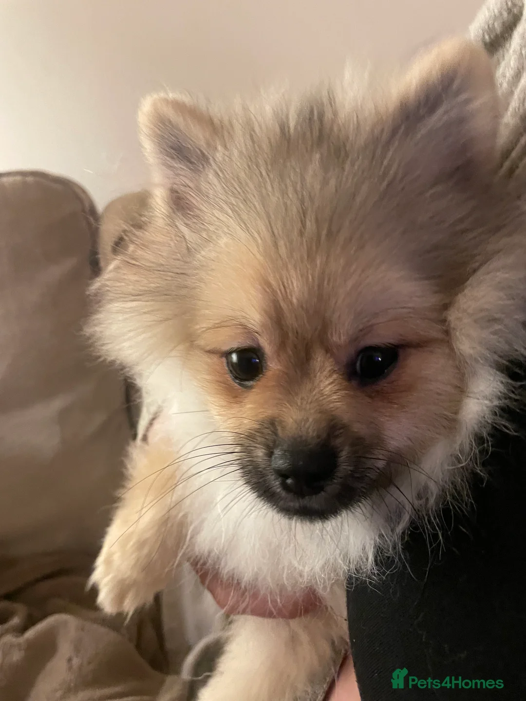 Pomeranian dogs for sale: 5 Generation champion Russian bloodline - Advert 40
