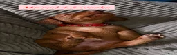 Cocker Spaniel dogs for sale: top class red cockers ready to leave now  - Advert 39