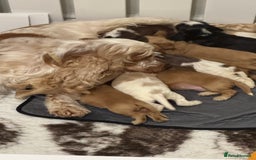 Cocker Spaniel dogs for sale: KC show type cocker spaniels  - Image 1