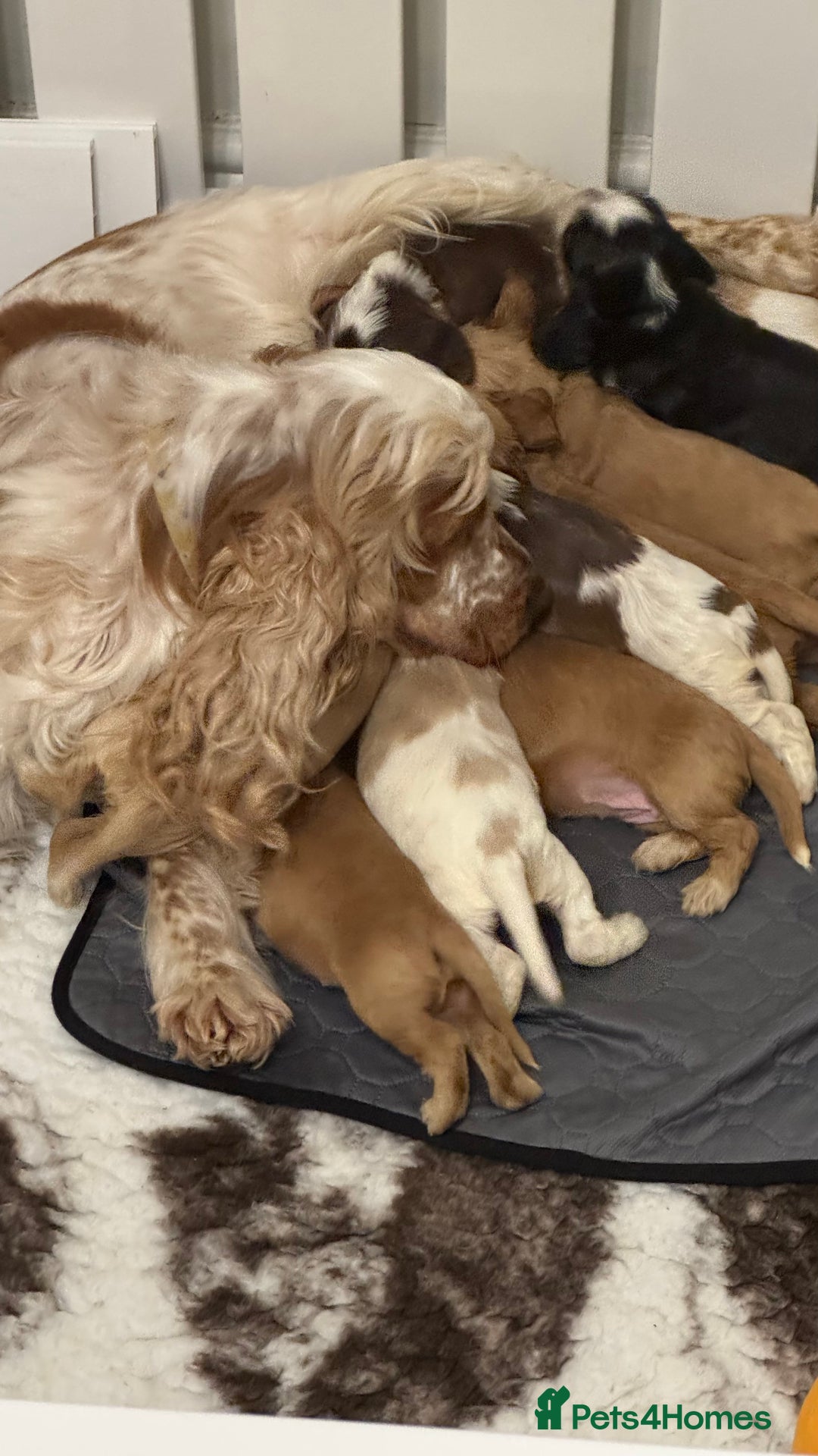 Cocker Spaniel dogs for sale: KC show type cocker spaniels  - Image 1