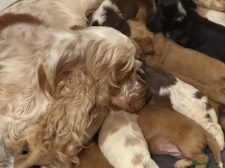 Cocker Spaniel dogs - Advert 26