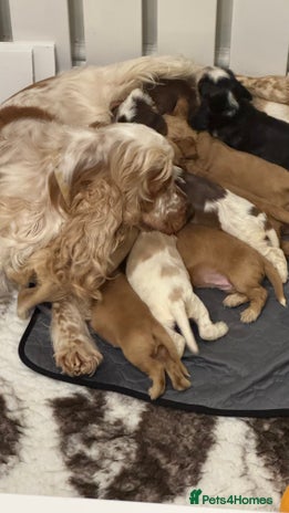 Cocker Spaniel dogs - Advert 5