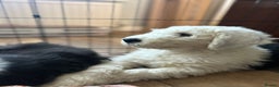 Old English Sheepdog dogs for sale: Kc Registered Old English Sheepdogs  - Advert 6
